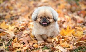 ごはんのサブスクはどんなメリットがあるの？