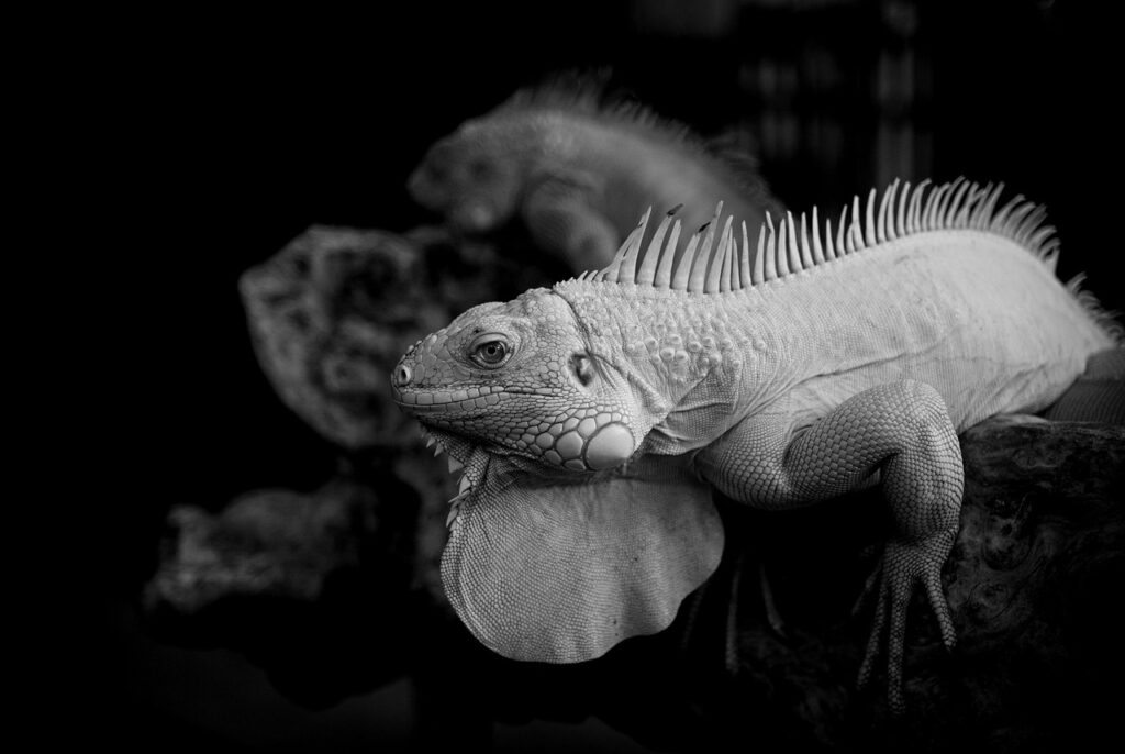 オイシックスを活用した一人暮らしに最適な食材は？