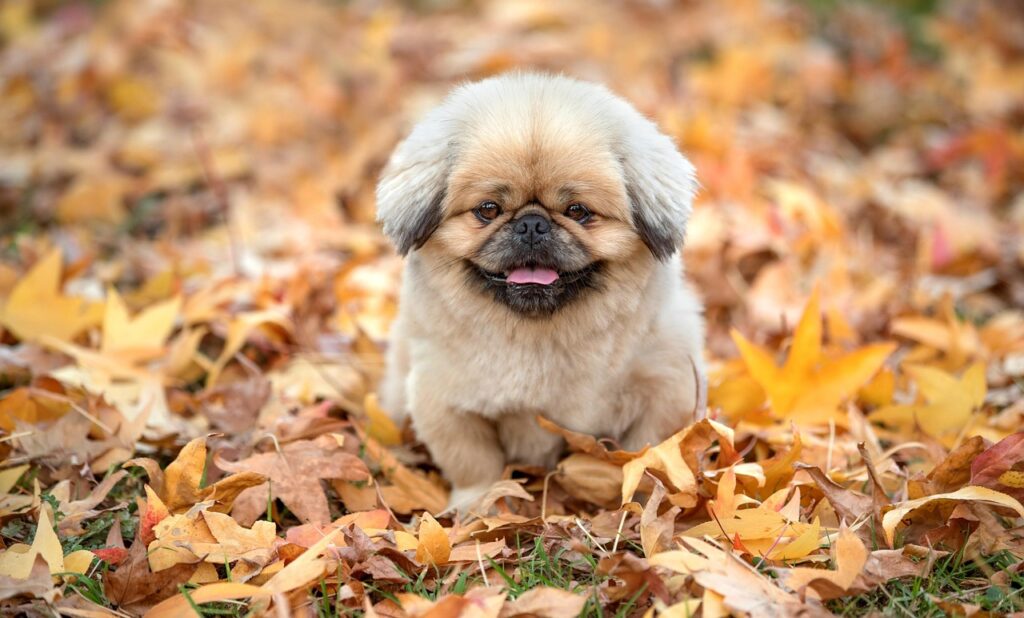 むくみ解消に効果的なカリウムを含む食品は？