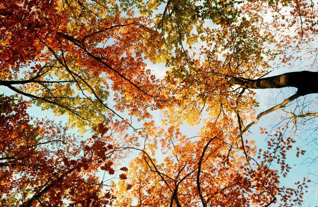 鉄分補給に最適な食事メニューとは？