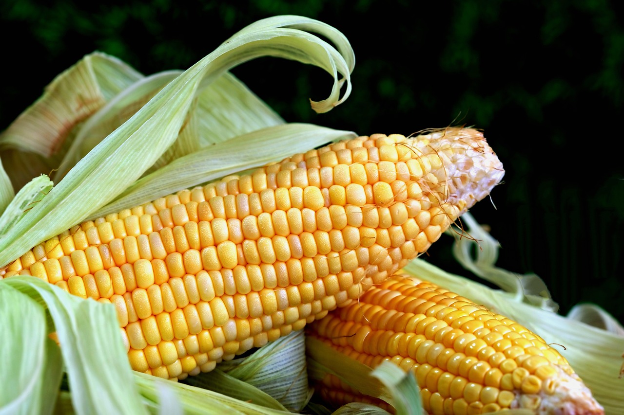 食物繊維が多い野菜のおすすめランキングは？
