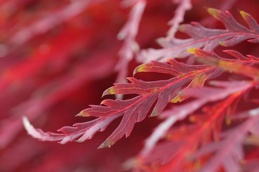 ドライフルーツの無添加国産商品はどこで買える？