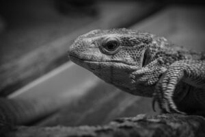 夜食を楽しむための罪悪感なしヘルシーレシピは？