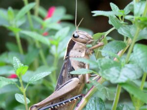 食べチョクのコンシェルジュに関する口コミはどこで確認できる？